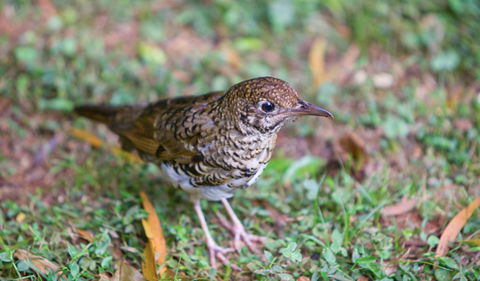 Walk With The Birds Boardwalk - Accommodation NT 1