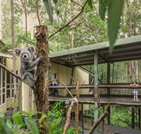 Daisy Hill Koala Centre - Accommodation NT