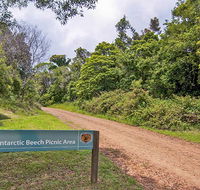 Antarctic Beech picnic area - Accommodation NT