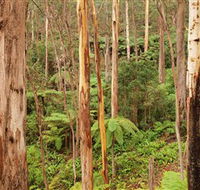 Cycle Mogo State Forest - Accommodation NT