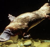 Platypus Pool - Accommodation NT