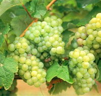 Red Tail Wines - Accommodation NT