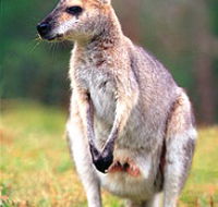 Venman Bushland National Park - Accommodation NT