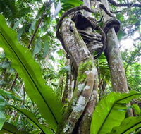 Tamborine Rainforest Skywalk - Accommodation NT