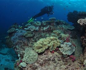 Flinders Reef Dive Site - Accommodation NT 2