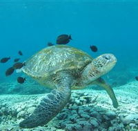 Flinders Reef Dive Site - Accommodation NT