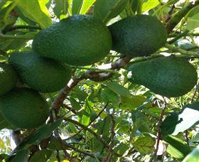 The Avocado Farm - Accommodation NT 6