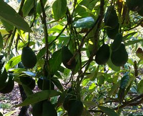 The Avocado Farm - Accommodation NT 5