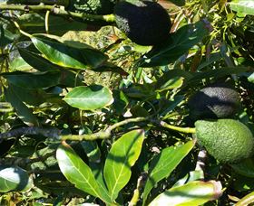 The Avocado Farm - Accommodation NT 8