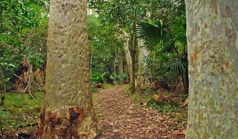 Depot Beach Rainforest Walk - Accommodation NT 0