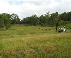 Numinbah Valley QLD NT Tourism