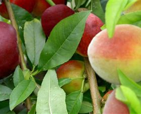 Eungai Creek ACT Accommodation NT