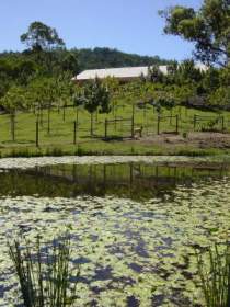 Mount Nathan Winery - Accommodation NT 2