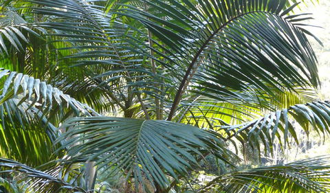 Bangalore Falls Walking Track - Accommodation NT 0