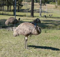 Glen Ian Ostrich and Emu Farm - Accommodation NT