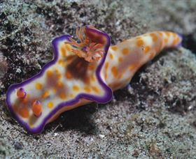 Curtain Artificial Reef Dive Site - Accommodation NT 0