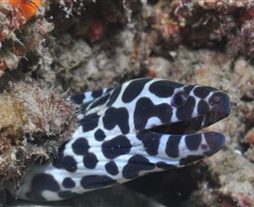 Curtain Artificial Reef Dive Site - Accommodation NT 2