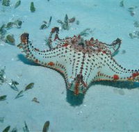 The Pines Dive Site - Accommodation NT