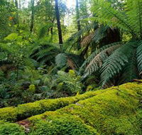 Errinundra National Park - Accommodation NT