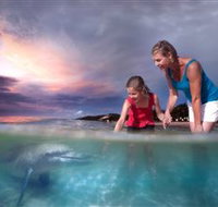 Tangalooma Dolphin Feeding - Accommodation NT