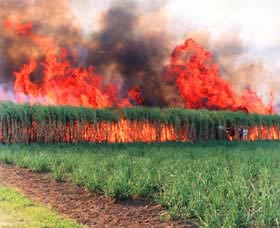 Reeves Family Sugar Cane Farm - Accommodation NT 0