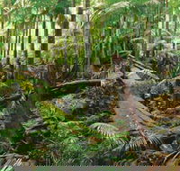 Wollumbin-Mount Warning National Park - Accommodation NT