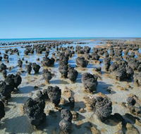 Hamelin Pool Stromatolites - Accommodation NT