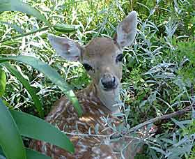 West Kempsey NSW Accommodation NT