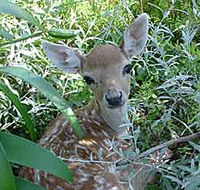 Mesopotamia Lodge Deer Park - NT Tourism