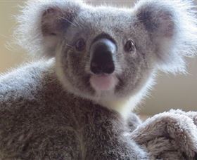 Koala Care Centre In Lismore - Accommodation NT 0