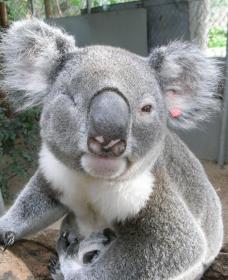 Koala Care Centre In Lismore - Accommodation NT 1