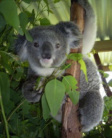Koala Care Centre In Lismore - Accommodation NT 2