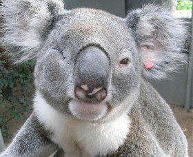 Koala Care Centre In Lismore - Accommodation NT 3