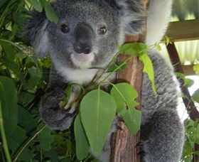 Koala Care Centre In Lismore - Accommodation NT 4