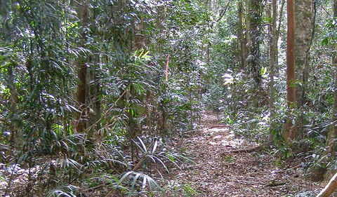 Big Scrub Loop Walking Track - Accommodation NT 0