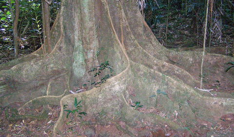 Big Scrub Loop Walking Track - Accommodation NT 1