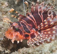 The Seaway Dive Site - Accommodation NT