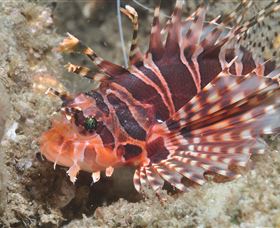 The Seaway Dive Site - Accommodation NT 0