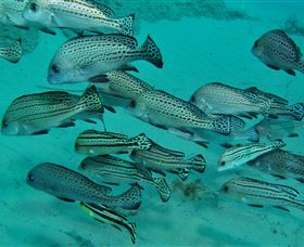 The Seaway Dive Site - Accommodation NT 3