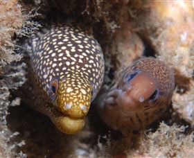 The Seaway Dive Site - Accommodation NT 1