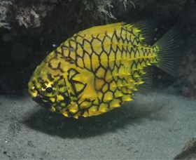 The Seaway Dive Site - Accommodation NT 2