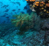 Henderson Rock Dive Site - Accommodation NT