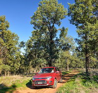 Wallingat Forest drive - NT Tourism