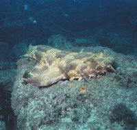 Scottish Prince Dive Site - Accommodation NT