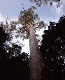 Orara East State Forest - Accommodation NT 3