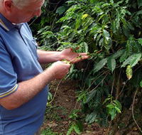 Wombah Coffee Plantation - Accommodation NT