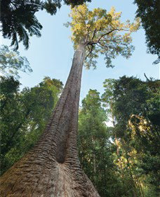 Burrawan State Forest - Accommodation NT 1