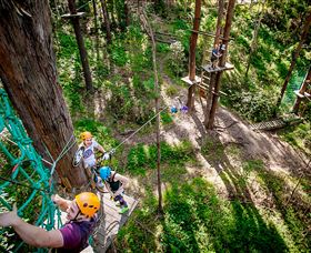 TreeTop Challenge Currumbin - Accommodation NT 2