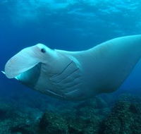 Manta Bommie Dive Site - Accommodation NT