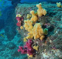 Shag Rock Dive Site - Accommodation NT